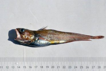Investigadores de la ULPGC una nueva especie del pez Brótola de Cabo Verde