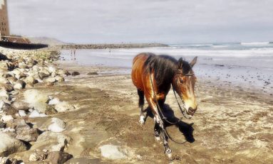 Un caballo pasea por la playa de la Cicer
