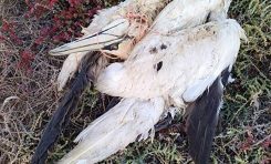 La contaminación marina por plásticos: una importante amenaza para las aves marinas canarias
