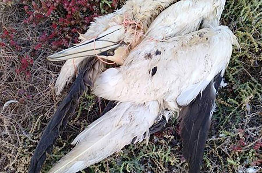 La contaminación marina por plásticos: una importante amenaza para las aves marinas canarias