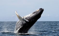 La ballena jorobada es el animal acústicamente más complejo