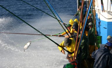 El cambio climático redistribuirá los atunes