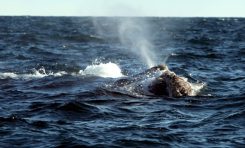 Las ballenas en las aguas españolas seriamente amenazadas por el cambio climático