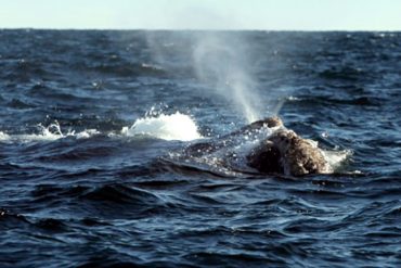 Las ballenas en las aguas españolas seriamente amenazadas por el cambio climático