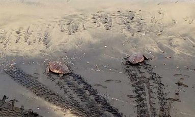 Rescatadas dos tortugas en la Cicer por varios surferos. Vídeo
