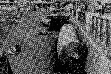 Cuando aparecieron dos enormes troncos en Las Canteras