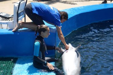 Los delfines regulan cada latido del corazón mientras bucean