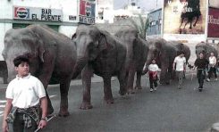 Cuando los elefantes pasearon por Guanarteme
