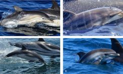 Hallan por primera vez en el mundo un ejemplar de delfín híbrido en alta mar