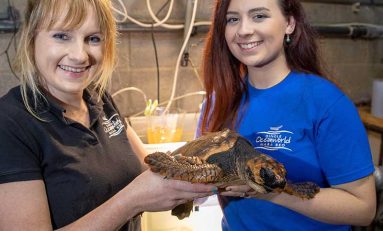 Una tortuga boba encontrada en Irlanda viajará a Gran Canaria con Ryanair