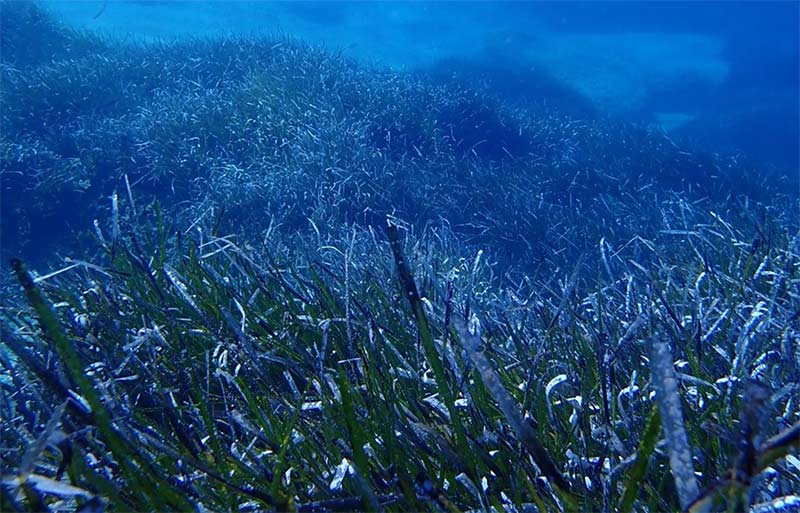 Las especies marinas podrían migrar hacia zonas más profundas debido al cambio climático