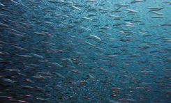 Las especies marinas, cada vez más amenazadas por la falta de oxígeno