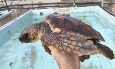 Esperanza, la tortuga rescatada en Las Canteras, lista para volver al mar