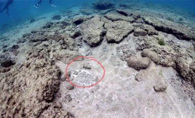 El sustancial aporte de arena a Las Canteras del alga Cymopolia barbata cuando muere