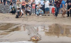 La tortuga encontrada en la Cicer y que perdió dos falanges regresó al mar