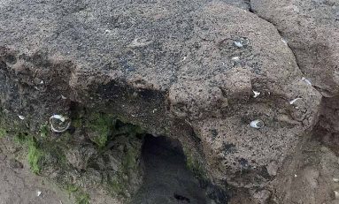 Restos fósiles de caracoles terrestres en la Playa Chica