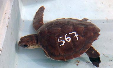 Amputan la aleta de una tortuga encontrada en Las Canteras por culpa de las redes de pesca