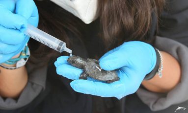 Nacen 25 tortugas en una concurrida playa de Barcelona