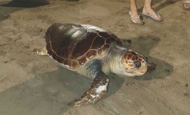 Aparecen sin vida en Las Canteras dos ejemplares de tortuga boba (Caretta caretta)