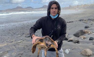 Rescatada una tortuga en la playa de la Cicer