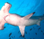 Transición Ecológica impulsa un proyecto para mejorar el conocimiento de tiburones, mantas y rayas