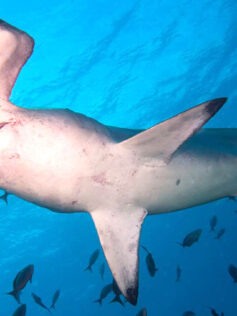 Transición Ecológica impulsa un proyecto para mejorar el conocimiento de tiburones, mantas y rayas
