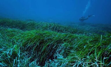 Las praderas marinas de posidonia pueden capturar y extraer plásticos vertidos al océano