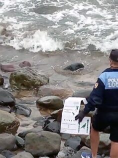 La policía local "rescata" las crías de un tarro canelo que apareció en la zona de Los Muellitos