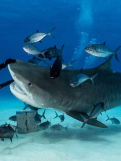 ¿Son los tiburones los mejores amantes?