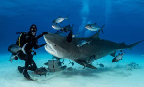 Investigadores de la ULPGC analizan los desafíos y potencial del turismo de buceo con tiburones en la Macaronesia