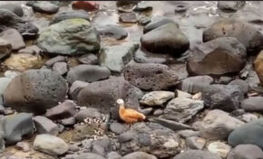 Los polluelos de tarro canelo rescatados en la Cicer ya se recuperan en el centro de recuperación de fauna silvestre
