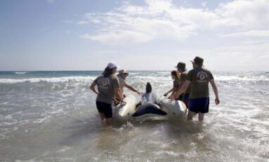 Voluntarios realizan un simulacro de varamiento masivo de cetáceos y emplean un pontón de rescate