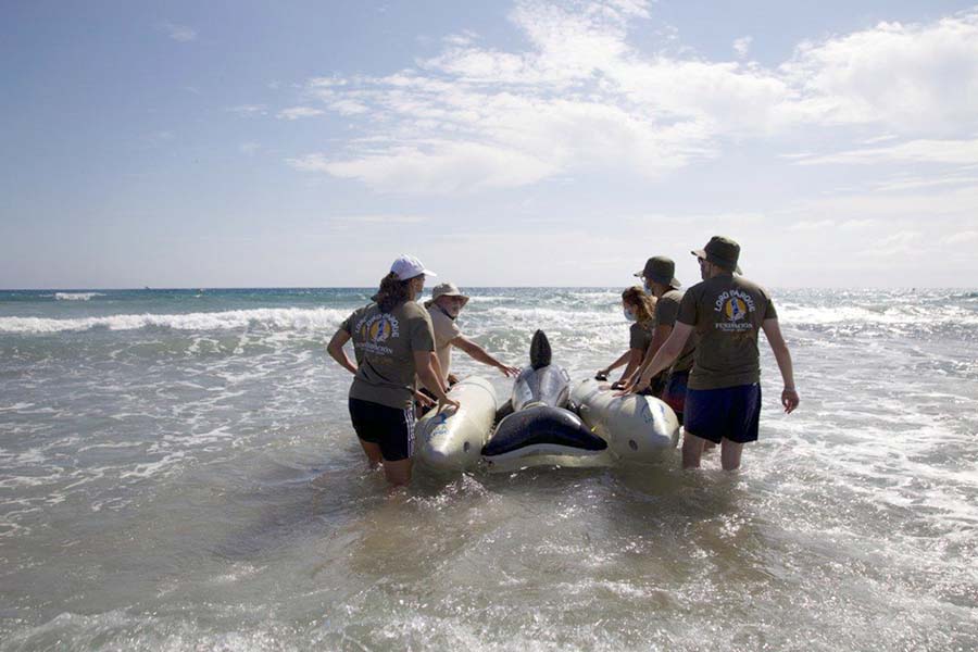Voluntarios realizan un simulacro de varamiento masivo de cetáceos y emplean un pontón de rescate
