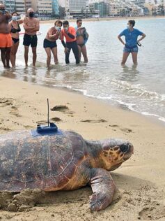 El extraordinario viaje por el Océano Atlántico de la tortuga Machote