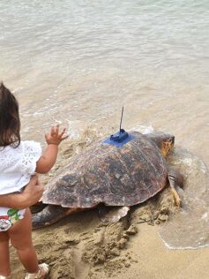 La tortuga curada y recuperada en el acuario Poema del Mar vuelve a su océano