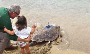 La tortuga curada y recuperada en el acuario Poema del Mar vuelve a su océano