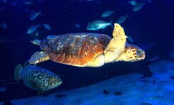 Este lunes se devuelve al mar en Las Canteras una tortuga rescatada en estado critico