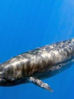 Una ballena puede consumir más de tres millones de microplásticos cada día