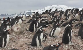 Microplásticos en pingüinos antárticos, la basura silenciosa