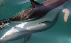 Las hembras de delfín tienen un clítoris funcional