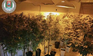El GOIA-UE de la Policía Local interviene 25 plantas de marihuana en un piso de Guanarteme