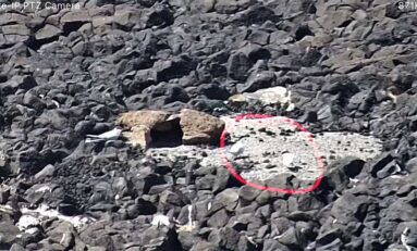 Se establecen los primeros charranes en el "santuario" acondicionado sobre el roque de Matavinos