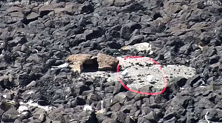 Se establecen los primeros charranes en el «santuario» acondicionado sobre el roque de Matavinos