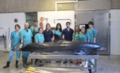 La ULPGC referencia, por primera vez, la mortalidad en delfines por biotoxinas en aguas europeas y apunta al cambio climático
