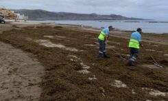 Ciudad de Mar retira de Las Canteras y San Cristóbal 173 toneladas de algas pardas arrastradas por el oleaje