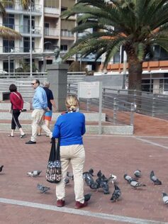 Las Canteras sufre una invasión de palomas