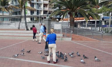 Las Canteras sufre una invasión de palomas