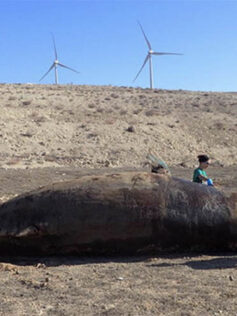 "Los fast ferries en Canarias causan un daño mortal a las ballenas" artículo del equipo IUSA-ULPGC en la revista The Times