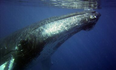 Las ballenas jorobadas ‘se pasan’ canciones con poblaciones de otras regiones