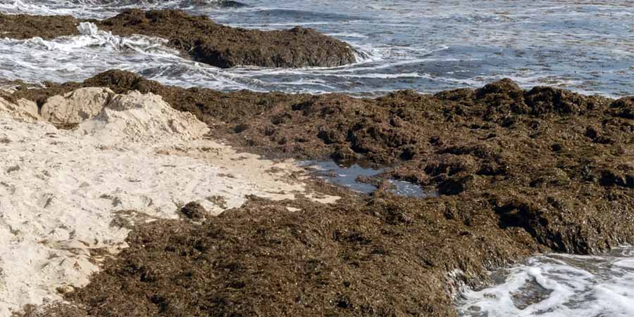 Sin rastro por ahora del alga invasora `Rugolopterix okamurae´ en Las Canteras